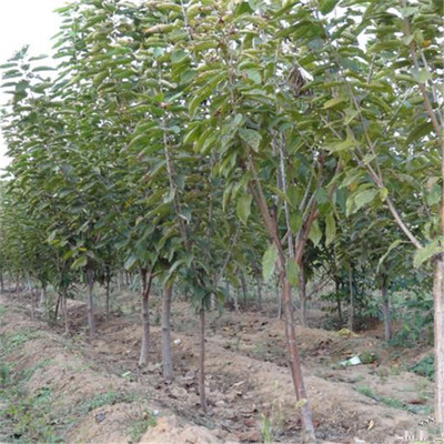 供应定植优质苗 3公分樱桃树苗 3公分梨树树 各类果树苗