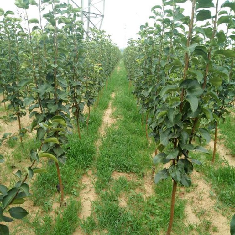 黑龙江果树苗种植基地